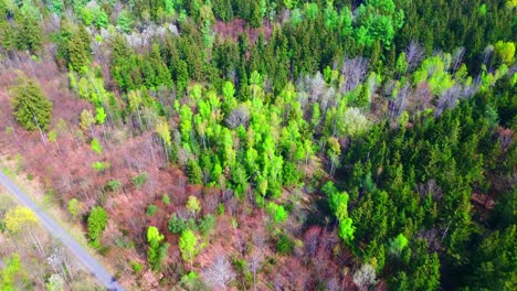 Bird's-Eye-View-of-a-Verdant-Forest-with-a-Winding-Road