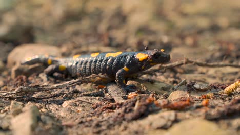 Fire-salamander,-black-yellow-spotted-European-Salamandra-close-up