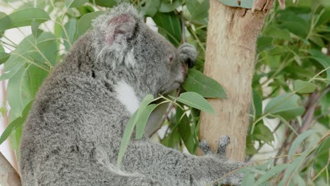 Un-Lindo-Koala-Esponjoso-En-El-Dosel-De-Eucalipto,-Saboreando-Cada-Hoja-Con-Gracia-Deliberada,-Encarnando-La-Tranquilidad-En-Medio-De-La-Selva-Australiana
