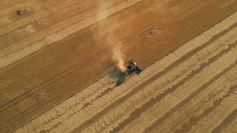 aerial-lateral-shot-of-a-combie-harvester-in-a-wheat-field-during-the-harvest,-Australia