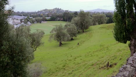 Lonesome-person-exploring-Cornwall-Park,-beautiful-overview-of-grassland-in-Auckland