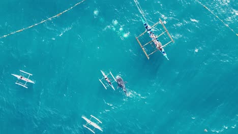 Feeding-Whale-Shark-for-Snorkeling-Tour-Boat-Packed-with-Tourists,-Drone-View