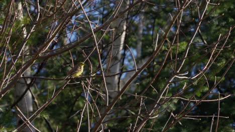 Un-Pájaro-Está-Posado-En-Un-árbol