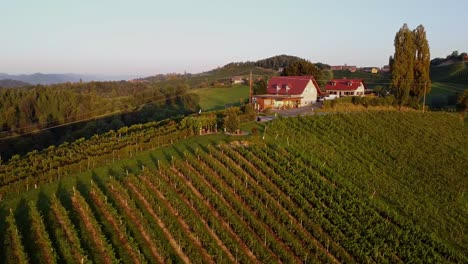 grapevine-field-in-styria-Austria-droneshot