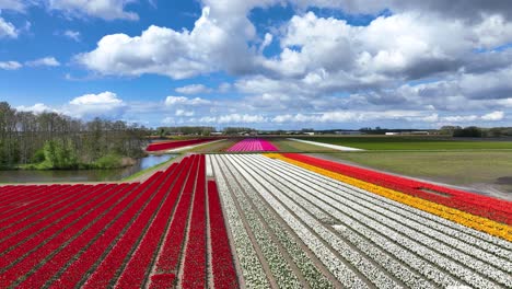 Luftaufnahmen-Von-Farbenfrohen-Tulpenfeldern