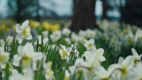 Pan-up-on-bed-of-white-daffodils-to-reveal-evergreen-forrest