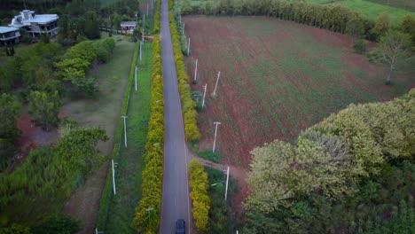 Eine-Straße-In-Der-Nähe-Des-Khao-Yai-Nationalparks,-Umgeben-Von-Gelben-Blumen,-Die-Die-Straße-Säumen