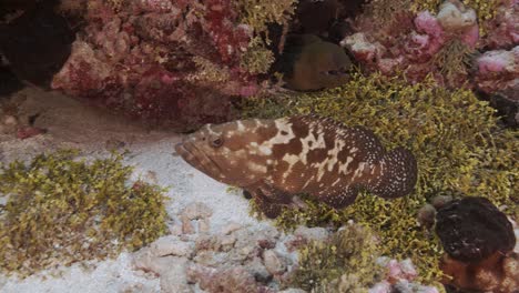 Marbled-grouper-and-green-moray-eel-with-cleaner-wrasse-on-a-tropical-coral-reef,-tuamotu-archipelage,-french-polynesia,-tahiti,-south-pacific-ocean