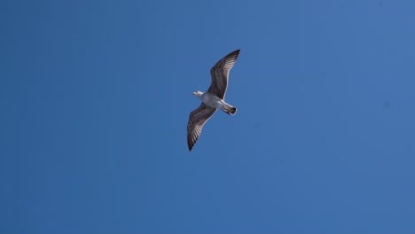 Seagull-Soaring-Against-Clear-Blue-Sky-With-Wings-Wide-Open