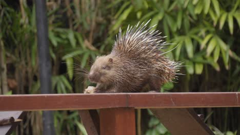 Sunda-porcupine-or-Javan-porcupine-eating-on-wooden-fence