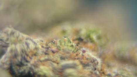 Makro-Rotationsvideo-Einer-Cannabispflanze,-Hybridsorten,-Sativa-Purple-Haze,-Marihuanablüte,-Zeitlupe-120 fps,-Studiobeleuchtung,-Magische-Unschärfe