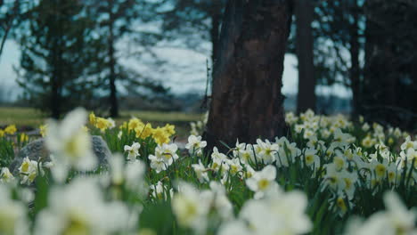 Weiße-Narzissen-Im-Wald-Wiegen-Sich-Im-Wind