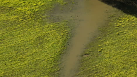 Paisaje-Verde-Y-Relajante-De-Humedales,-Parcialmente-Inundados-Por-El-Río-Wolf,-Tennessee