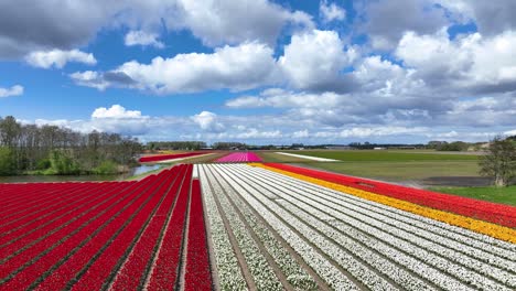 Drone-flight-over-rows-of-colorful-tulip-fields-in-the-Netherlands