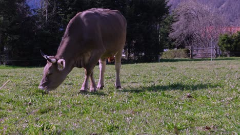 A-cow-is-grazing-on-a-green-meadow-in-early-spring-in-Mals-Malles,-South-Tyrol,-Italy