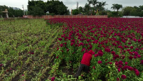 Footage-of-a-man-harvesting-flowers-for-the-día-de-muertos-altars