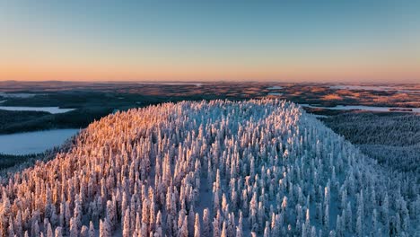 Aerial-view-circling-a-forested-hill-with-snowy-trees,-winter-evening-in-Lapland