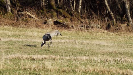 Common-Cranes-are-Spotted-Feeding-on-the-Grass-Within-the-Farm-of-Indre-Fosen,-Trondelag-County,-Norway---Wide-Shot