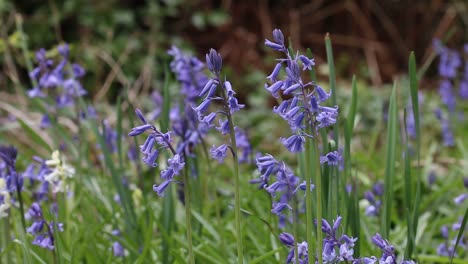Bluebells,-Hyacinthoides-non-scripta-growing-on-,woodland-floor