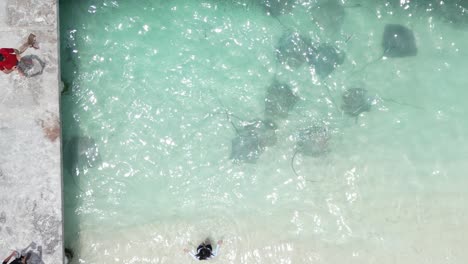 Vacationer-Girls-Taking-Pictures-with-Stingrays-at-Beach,-Drone-Top-Down