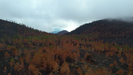 Naturaleza-Destruida-Después-De-Un-Incendio-Forestal-En-Las-Montañas-Del-Parque-Nacional-Valle-Nuevo-Durante-El-Día-Nublado