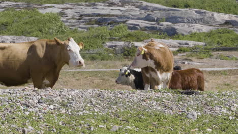 Vacas-Disfrutando-Del-Verano-En-La-Zona-Costera,-Plano-Medio,-Cámara-Lenta