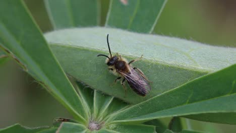 Abeja-Posada-Sobre-Una-Hoja-De-Lupino.-Primavera.-Reino-Unido