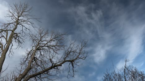White-Clouds-Moving-Over-Large-Tree,-Timelapse