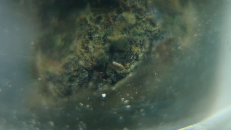 Video-Suave-Giratorio-Macro-De-Una-Planta-De-Cannabis,-Cepas-Híbridas,-Sativa-En-Un-Vidrio-Transparente,-Flor-De-Marihuana,-Cámara-Lenta-120-Fps,-Iluminación-De-Estudio,-Desenfoque-De-Ensueño