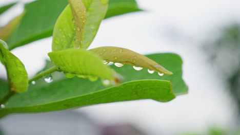 Closeup-shot-drops-of-water-hold-into-green-leaves-after-the-rain-on-focus-sky-background