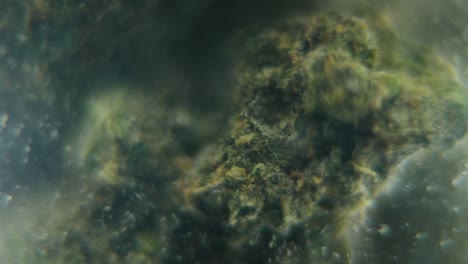 Makro-Rotationsvideo-Einer-Cannabispflanze,-Hybridsorten,-Sativa-In-Einem-Klaren-Glas,-Nahaufnahme-Einer-Marihuanablüte,-Zeitlupe-120 fps,-Studiobeleuchtung,-Verträumte-Unschärfe