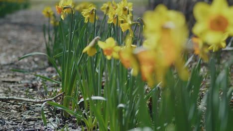 Daffodils-sprouting-from-the-ground-with-the-ocean-in-the-distance