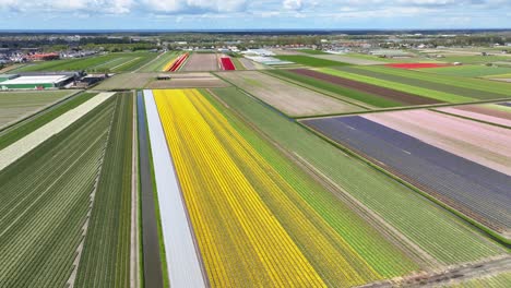 Volando-Sobre-Campos-Con-Coloridos-Tulipanes-En-Los-Países-Bajos-En-Primavera