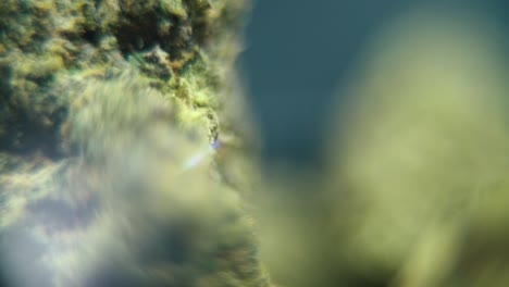 Makro-Glattbildvideo-Einer-Cannabispflanze,-Hybridsorten,-Sativa,-Marihuanablüte,-Auf-Einem-Drehständer,-Zeitlupe,-120 fps,-Studiobeleuchtung,-Verträumte-Tiefenschärfe