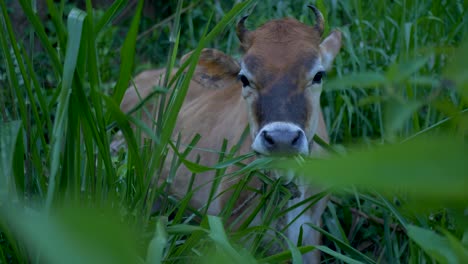 Slow-motion-landscape-close-up-of-cow-in-forest-eating-reeds-leaves-from-plant-in-nature-livestock-farming-industry-agriculture-Ella-Sri-Lanka-Asia