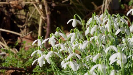 Blumen-Wachsen-Im-Frühling