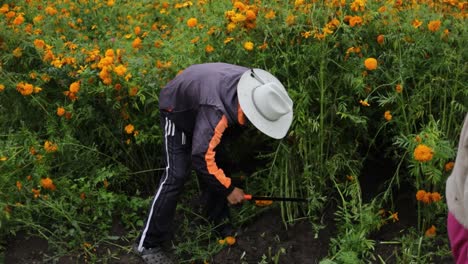 Mexikanischer-Bauer-Bei-Der-Ernte-Von-Ringelblumen-Für-Den-Tag-Der-Toten-Markt