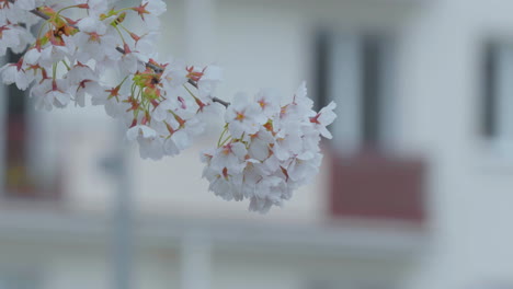 Delicate-cherry-blossoms-in-full-bloom,-with-soft-white-petals-and-vibrant-yellow-and-pink-centers,-gently-contrasted-against-an-urban-background