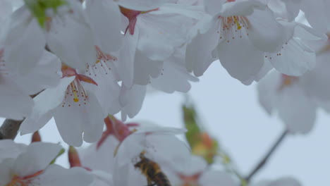 Se-Captura-Una-Abeja-En-Movimiento,-Revoloteando-Entre-Los-Suaves-Pétalos-Blancos-De-Las-Flores-De-Cerezo,-Con-Delicados-Estambres-Rosados-Visibles.