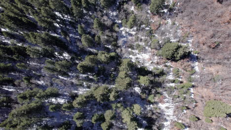 Aerial-top-down-tilts-up-to-horizon-on-a-dense-pine-forest-in-winter-as-the-snow-has-started-melting