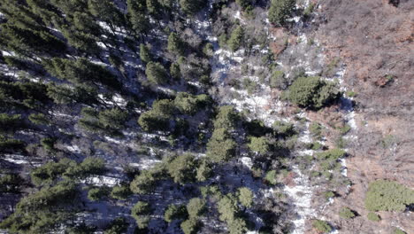 Luftaufnahme-Von-Oben-Nach-Unten-Neigt-Sich-Bis-Zum-Horizont-Auf-Einem-Dichten-Kiefernwald-Im-Winter,-Als-Der-Schnee-Zu-Schmelzen-Begonnen-Hat