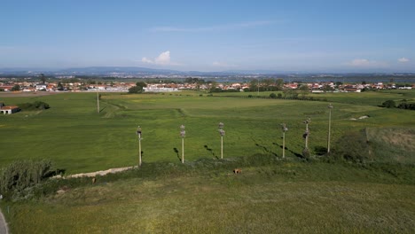 Aerial-Panoramic-view-of-Murtosa-with-stork-nests-on-poles-in-a-lush-Portuguese-field