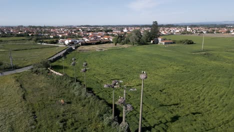 Stork-nests-line-a-road-through-Murtosa's-verdant-fields-in-Aveiro,-Portugal---aerial