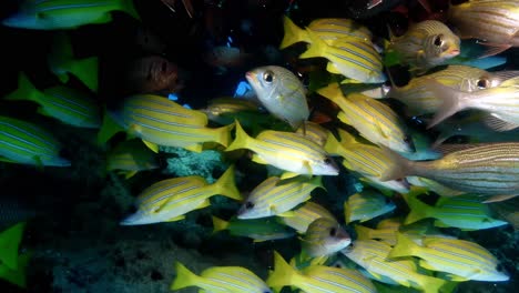 Blau-Gestreifte-Schnapper-Und-Großaugenschnapper-Schwimmen-Unter-Korallenfelsen-Auf-Der-Insel-Mauritius