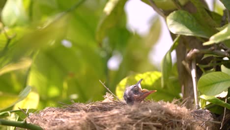 Zwei-Neugeborene-Vögel-In-Einem-Nest