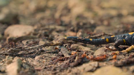 Fire-salamander-crawling,-black-yellow-spotted-European-Salamandra-close-up