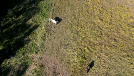 Aerial-shot-of-two-horses-in-a-sunlit-field-with-shadows