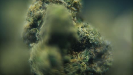 Makro-Rotationsvideo-Einer-Cannabispflanze,-Hybridsorten,-Sativa,-Marihuanablüte,-Zeitlupe-120 fps,-Studiobeleuchtung,-Verträumte-Unschärfe