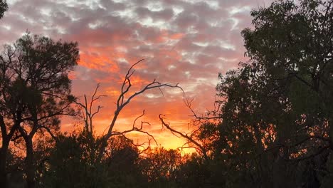 Rica-Puesta-De-Sol-Dorada-En-Kings-Park,-Perth,-Australia-Occidental-Con-Eucaliptos