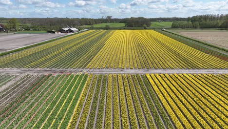 Luftaufnahmen-über-Gelbe-Tulpenfelder-In-Den-Niederlanden-Im-Frühling